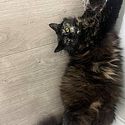 Marceline is registered to the contest to win money with this photo: cat, tortoiseshell, fluffy, pet, animal, floor, wooden_floor, stretching, green_eyes, fur, indoor, curious, relaxed, cute, whiskers, tail, paws, closeup, lying_down, feline