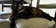 Marceline is registered to the contest to win money with this photo: cat, tortoiseshell, furniture, chair, cushion, indoor, pet, animal, relaxed, feline, yellow_eyes, fur, table, domestic, resting, home, cozy, looking_at_camera, quiet, calm