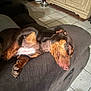 Mya joined the competition — help win amazing prizes! dog, sleeping, couch, indoors, tile_floor, relaxed, pet, brown_fur, sunlight, paw, snout, cozy, resting, domestic, animal, quiet, calm, furniture, home, nap