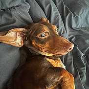 Mya is registered to the contest to win money with this photo: dog, dachshund, pet, animal, brown_coat, lying_down, relaxed, ears, bed, blanket, indoors, fur, cute, canine, companion, portrait, resting, snout, paw, side_view