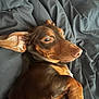 dog, dachshund, pet, animal, brown_coat, lying_down, relaxed, ears, bed, blanket, indoors, fur, cute, canine, companion, portrait, resting, snout, paw, side_view