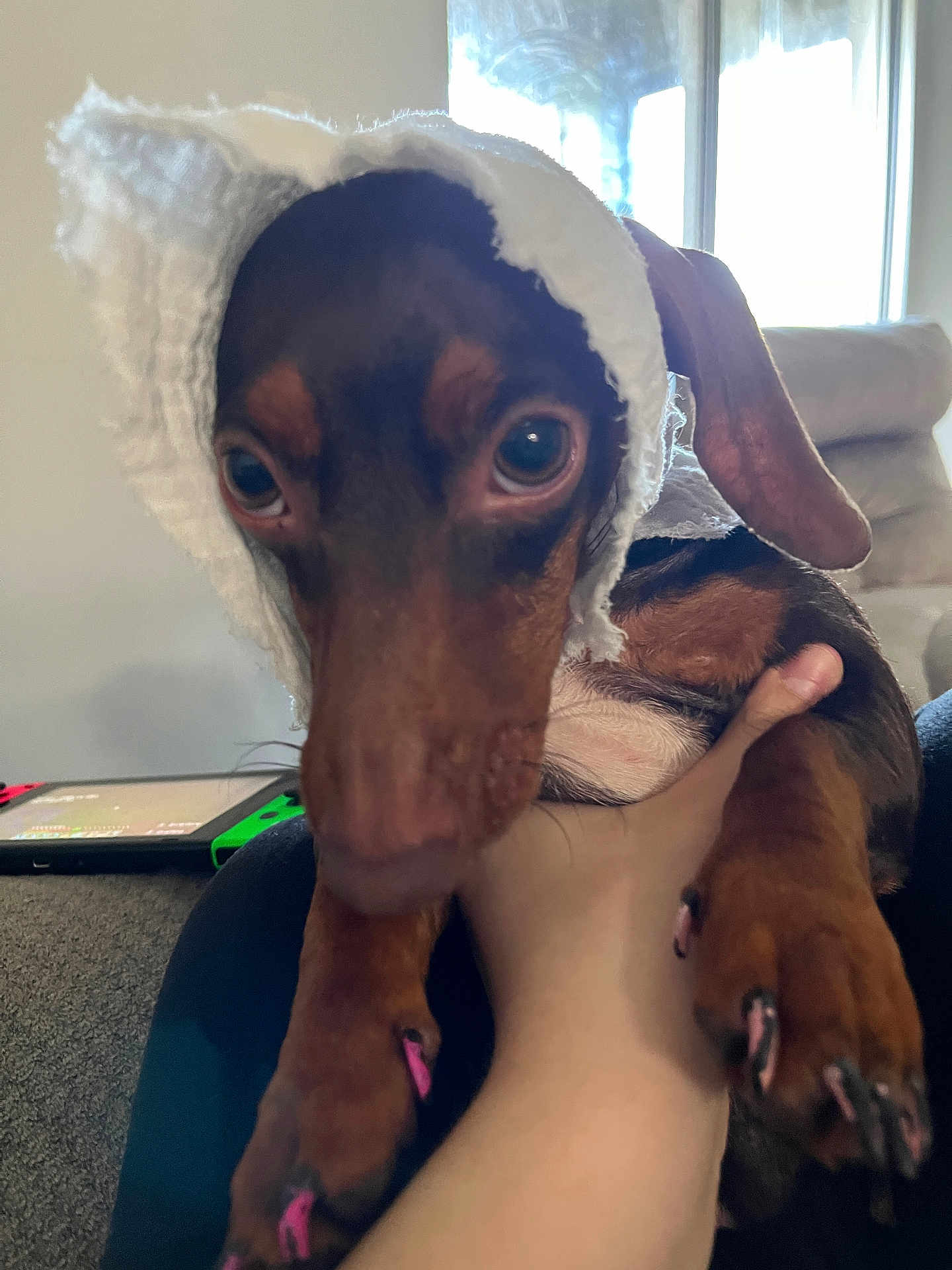 Mya is registered to the contest to win money with this photo: dog, pet, indoor, hand, close_up, small_dog, clothing, window, furniture, cute, animal, brown, black, nails, pink, paw, face, canine, cozy, resting