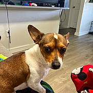 Marbles joined the competition — help win amazing prizes! dog, small_dog, brown_and_white, ears, blanket, couch, living_room, television, wooden_floor, furniture, indoor, pet, looking_at_camera, curious, cozy, home, relaxed, animal, companion, domestic