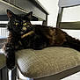 Shadow is registered to the contest to win money with this photo: cat, tortoiseshell, furniture, chair, cushion, indoor, pet, animal, relaxed, feline, yellow_eyes, fur, table, domestic, resting, home, cozy, looking_at_camera, quiet, calm
