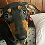 Shadow joined the competition — help win amazing prizes! dog, pet, close_up, black_and_tan, curious_eyes, indoor, bed, pillow, wooden_headboard, animal, canine, fur, ears, snout, looking_up, domestic_animal, cute, companion, young_dog, portrait