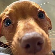 Obi is registered to the contest to win money with this photo: puppy, dog, closeup, brown, nose, whiskers, eyes, curious, pet, animal, face, fur, snout, indoors, cute, young, mammal, portrait, adorable