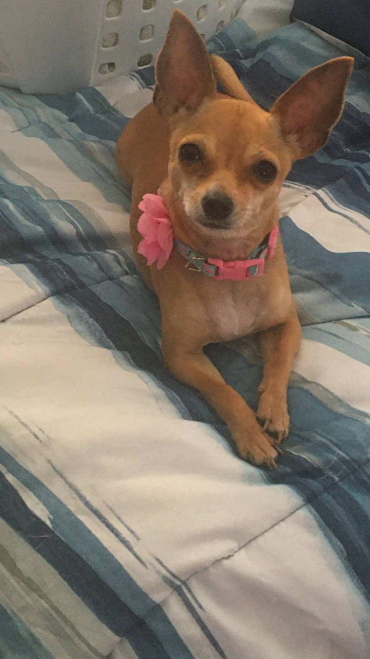 Portia joined the competition — help win amazing prizes! canidae, carnivore, chihuahua, comfort, companion_dog, corgi_chihuahua, dog, dog_breed, dog_supply, ear, fawn, fur, linens, paw, prazsky_krysarik, snout, sporting_group, toy_dog, whiskers, working_animal