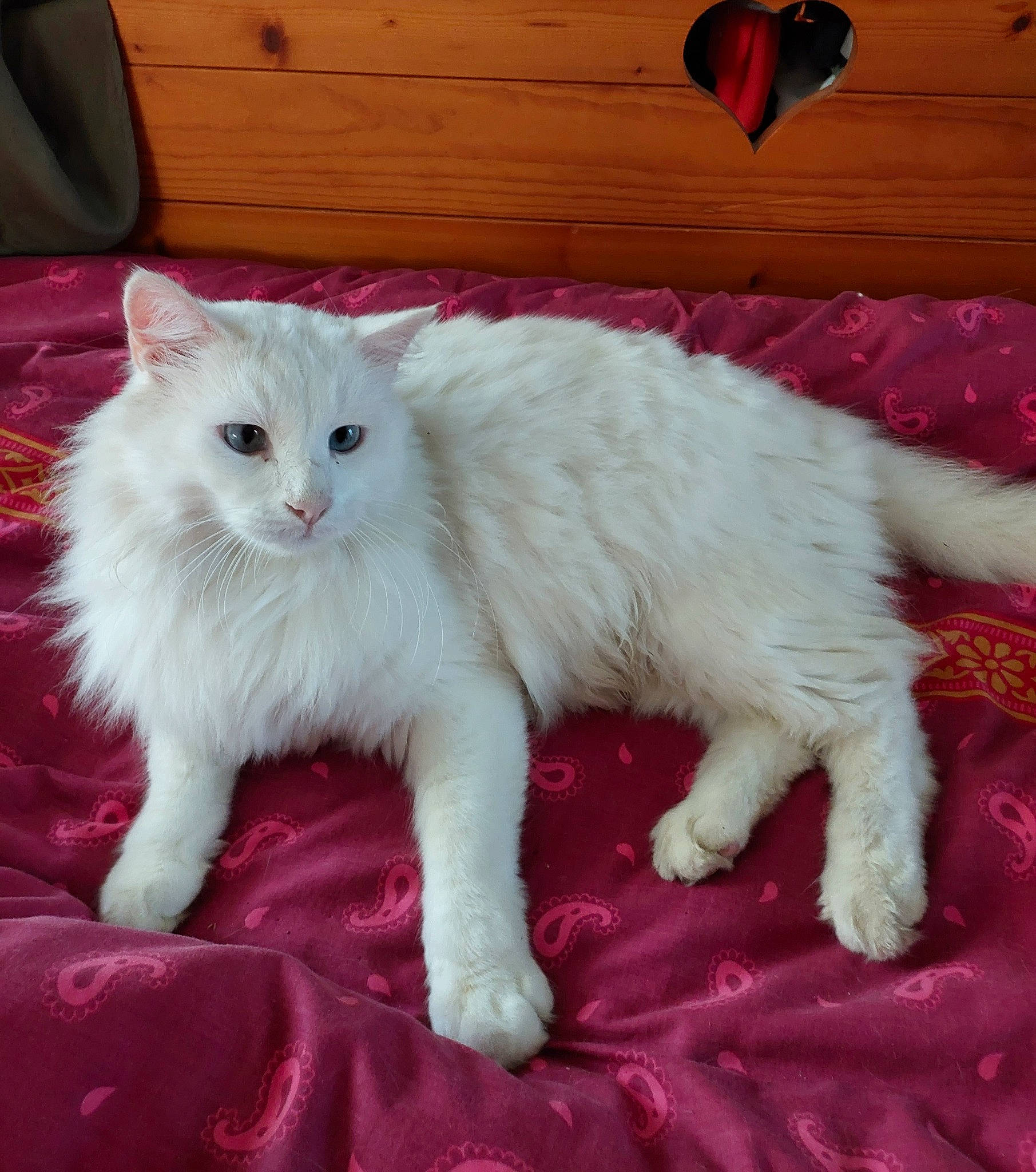 T'Choupi