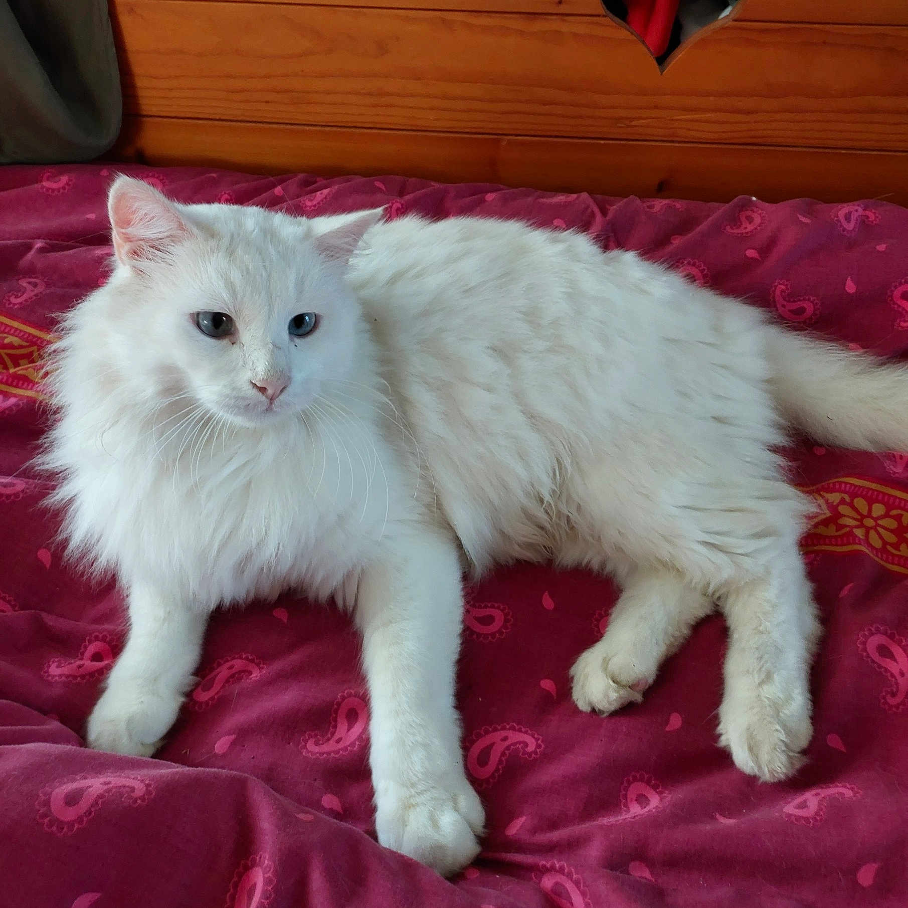 T'Choupi