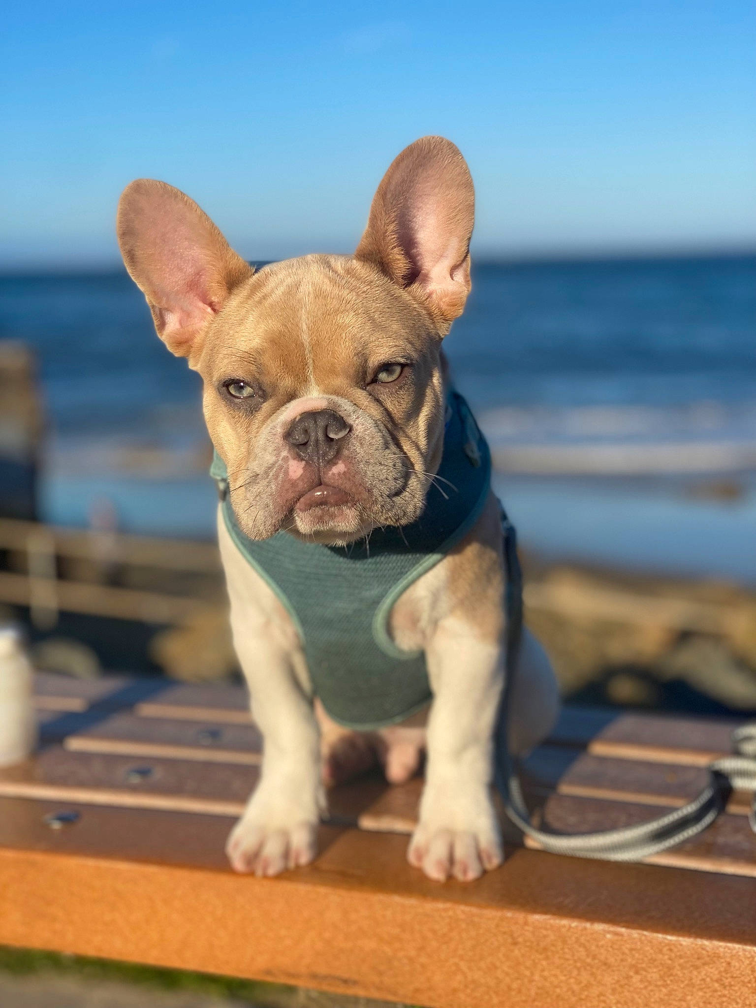 Gnocchi is registered to the contest to win money with this photo: bulldog, canidae, carnivore, companion_dog, dog, dog_breed, ear, fawn, french_bulldog, non_sporting_group, sky, snout, sporting_group, terrestrial_animal, toy_dog, water, whiskers, wood, working_animal, wrinkle