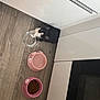 animal, black_and_white, cat, cautious, clean, corner, curious, domestic_cat, floor, food_bowl, indoor, kitchen, kitten, modern, pet, pink_bowl, reflection, water_bowl, wooden_floor, young_cat