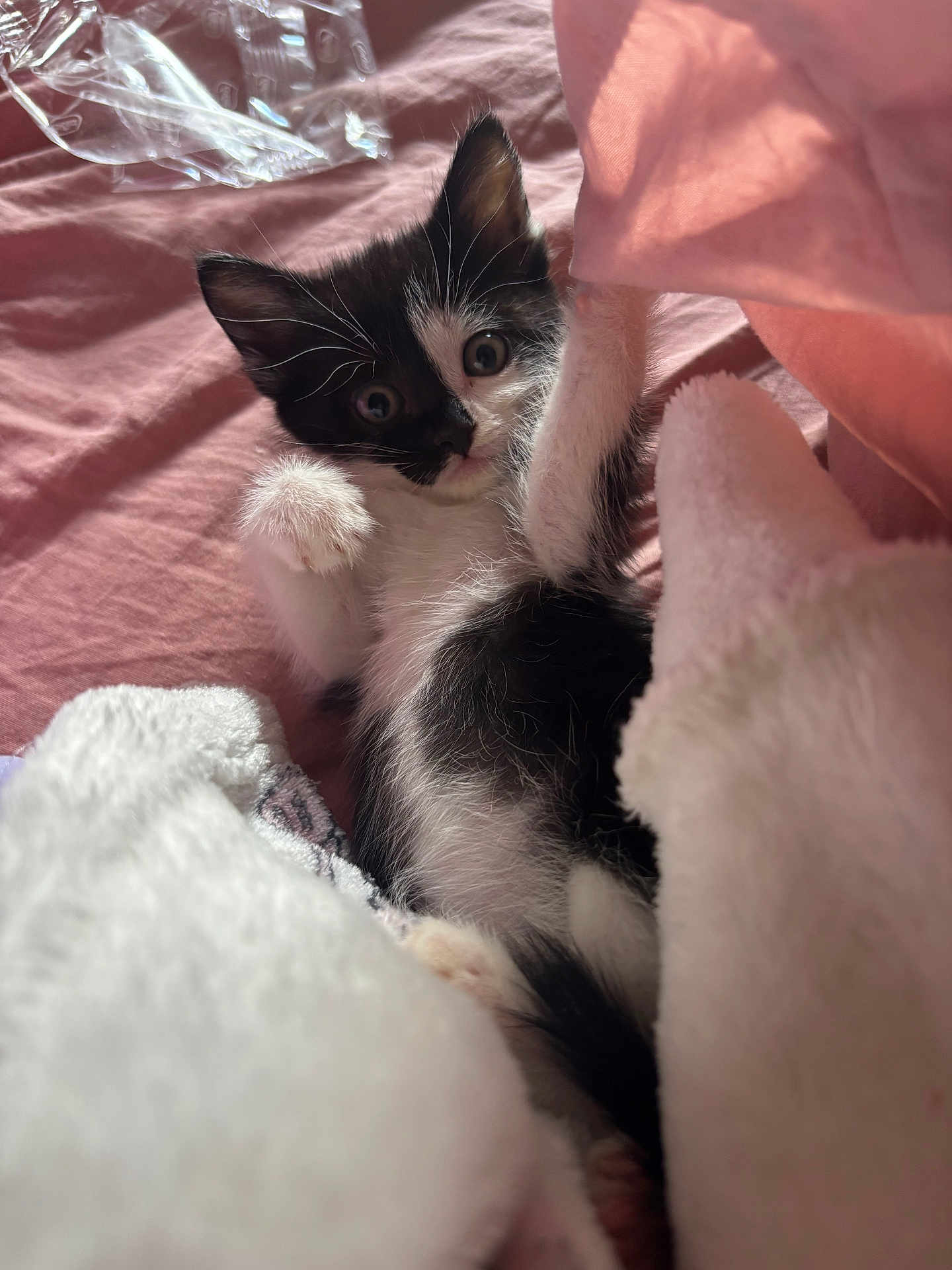 Blissa participe au concours pour gagner de l'argent avec cette photo : animal, bed, black_and_white, blanket, cat, cozy, curious, cute, feline, fur, indoor, kitten, paw, pet, playful, resting, sleepy, soft, whiskers, young
