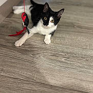 Blissa a rejoint le concours — aidez-le/la à gagner de superbes lots ! animal, attention, black_and_white, cat, curious, cute, domestic_cat, ears, feline, floor, indoor, kitten, laying, paw, pet, playful, toy, whiskers, wooden_floor, young_cat
