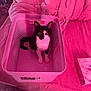 animal, basket, bed, blanket, box, cat, container, curious, cute, domestic, ears, floor, fur, indoor, kitten, looking_up, pet, pink, plastic, whiskers