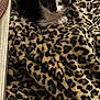 animal, black_and_white, blanket, cable, cat, cozy, curious, cute, fur, furry, indoor, kitten, leopard_print, pattern, pet, pink_towel, resting, small, soft, texture
