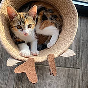 Aimy participe au concours pour gagner de l'argent avec cette photo : cat, kitten, calico, basket, woven, felt, ears, wooden_floor, indoor, pet, cute, animal, fur, whiskers, paws, curled_up, natural_light, cozy, looking, domestic