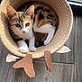 cat, kitten, calico, basket, woven, felt, ears, wooden_floor, indoor, pet, cute, animal, fur, whiskers, paws, curled_up, natural_light, cozy, looking, domestic