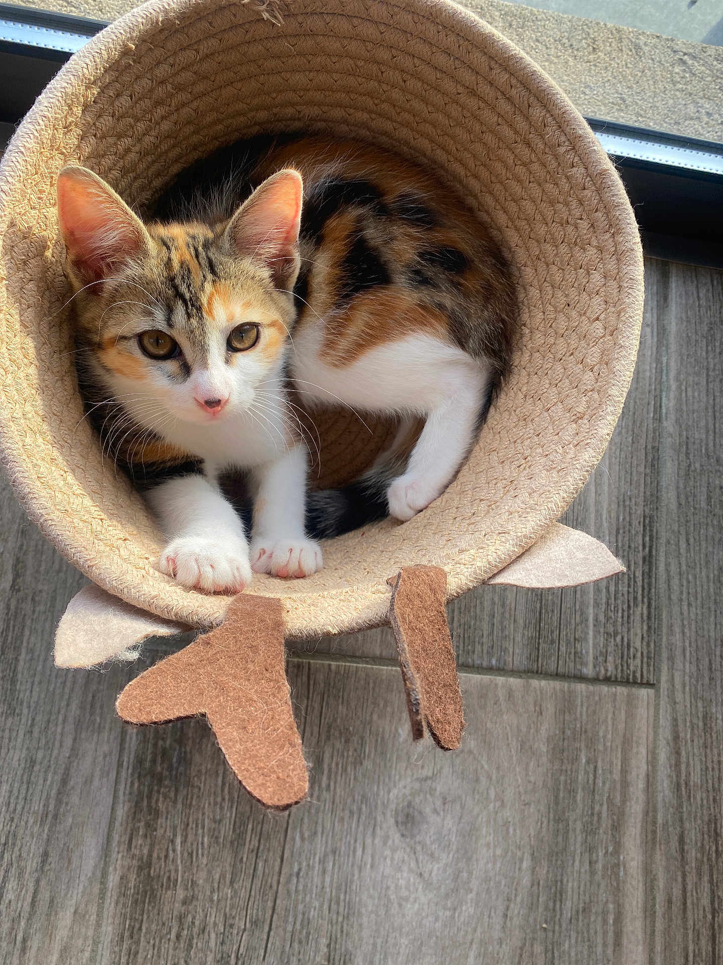 Aimy participe au concours pour gagner de l'argent avec cette photo : cat, kitten, calico, basket, woven, felt, ears, wooden_floor, indoor, pet, cute, animal, fur, whiskers, paws, curled_up, natural_light, cozy, looking, domestic