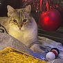 cat, christmas_tree, ornament, red_ball, holiday_decor, lights, pet, feline, cozy, blanket, toy, snowman_toy, indoor, festive, relaxing, whiskers, fur, closeup, warm_lighting, soft_texture