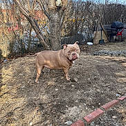 Remy is registered to the contest to win money with this photo: dog, backyard, tree, dry_grass, dirt, outdoor, pet, animal, fence, garden_tools, shovel, barbecue_grill, leafless_tree, sunlight, blue_sky, rocks, brick_border, bark, serious_expression, standing