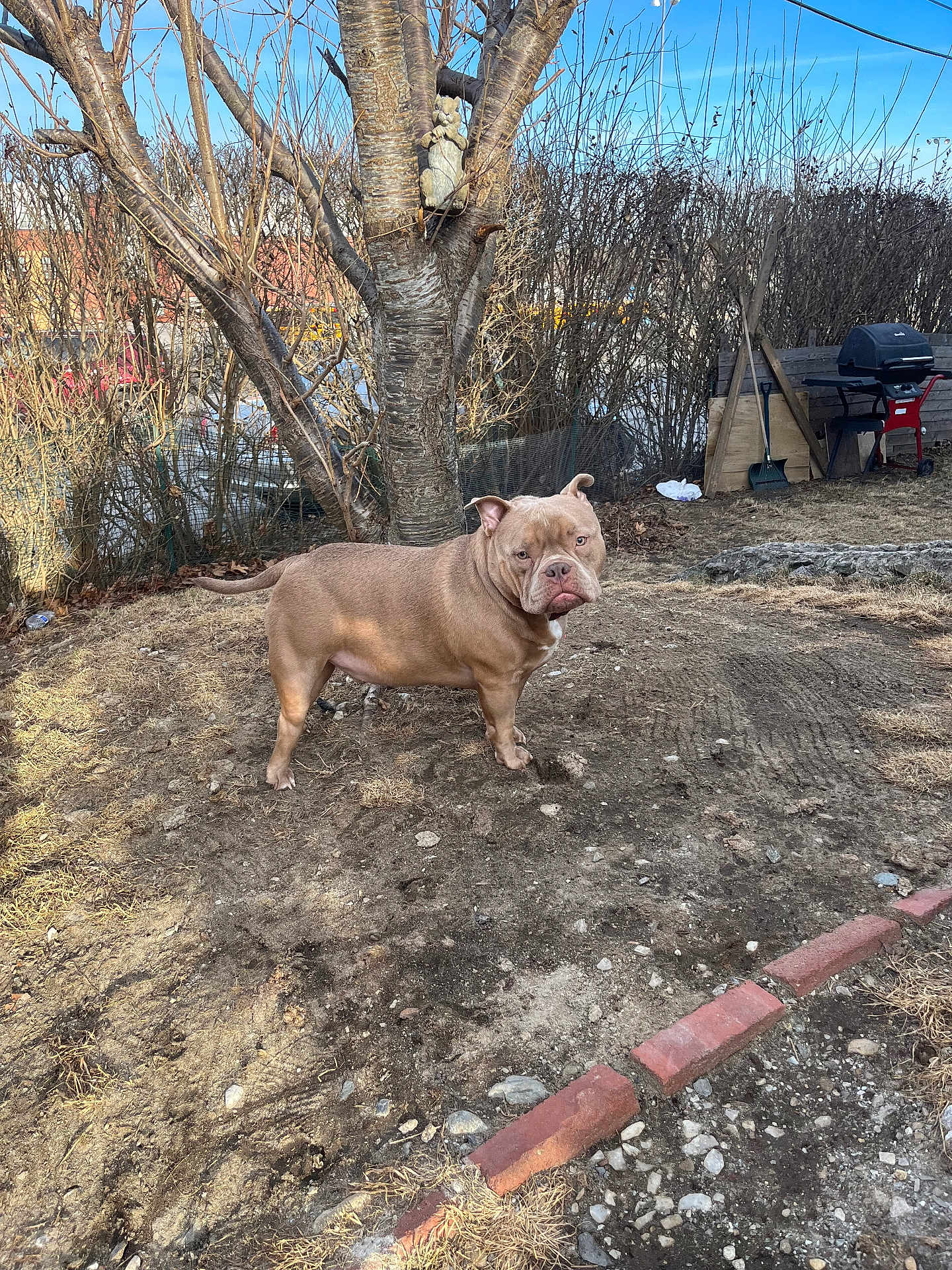 Remy is registered to the contest to win money with this photo: dog, backyard, tree, dry_grass, dirt, outdoor, pet, animal, fence, garden_tools, shovel, barbecue_grill, leafless_tree, sunlight, blue_sky, rocks, brick_border, bark, serious_expression, standing