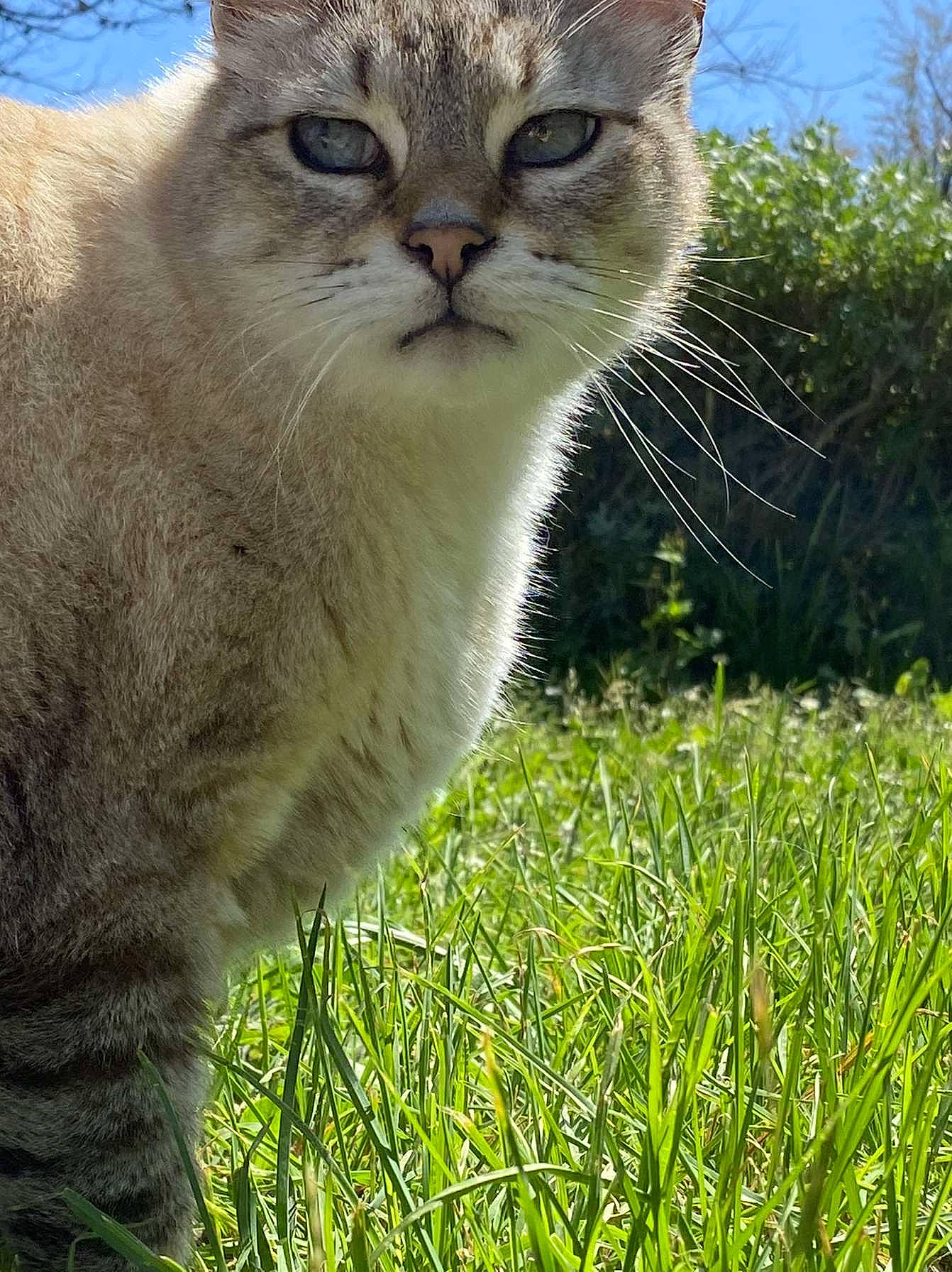 Kiko participe au concours pour gagner de l'argent avec cette photo : carnivore, cat, domestic_short_haired_cat, eye, fawn, felidae, fur, grass, grassland, groundcover, natural_landscape, plant, prairie, sky, small_to_medium_sized_cats, tail, terrestrial_animal, tree, whiskers, window