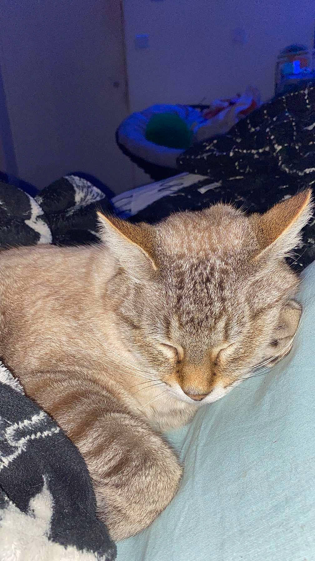 Kiko participe au concours pour gagner de l'argent avec cette photo : blue, carnivore, cat, cat_bed, claw, comfort, domestic_short_haired_cat, fawn, felidae, fur, hat, linens, nap, pattern, paw, sleep, small_to_medium_sized_cats, snout, tail, whiskers