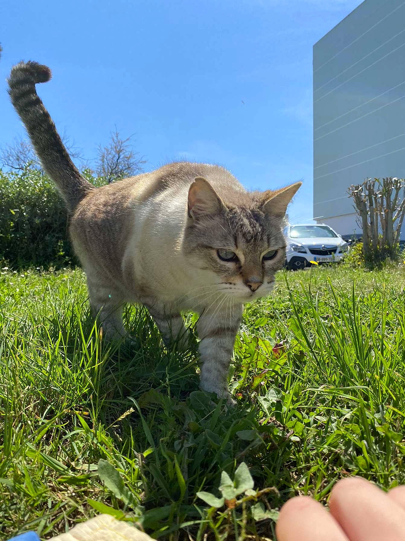 Kiko a rejoint le concours — aidez-le/la à gagner de superbes lots ! building, carnivore, cat, domestic_short_haired_cat, fawn, felidae, fur, grass, groundcover, herb, herbaceous_plant, lawn, plant, sky, small_to_medium_sized_cats, snout, tail, terrestrial_animal, whiskers, wildlife