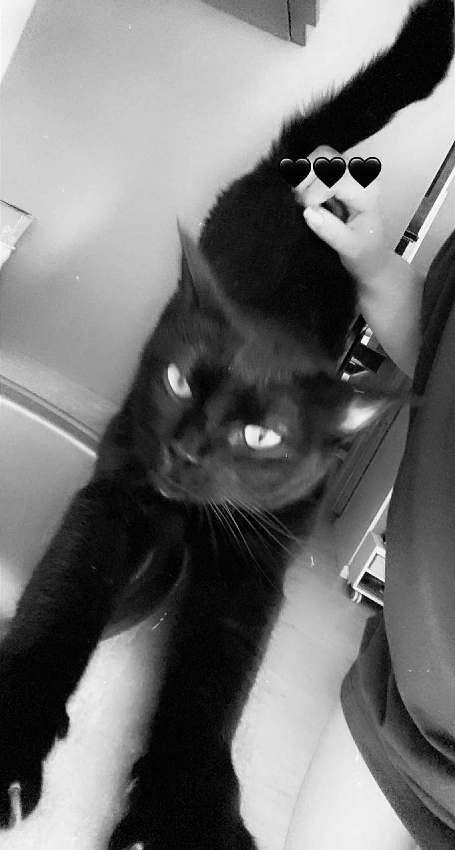 Nala participe au concours pour gagner de l'argent avec cette photo : beauty, black_and_white, carnivore, cat, eyewear, felidae, gesture, glasses, goggles, hand, mammal, nose, plant, small_to_medium_sized_cats, snout, style, sunglasses, vertebrate, vision_care, whiskers