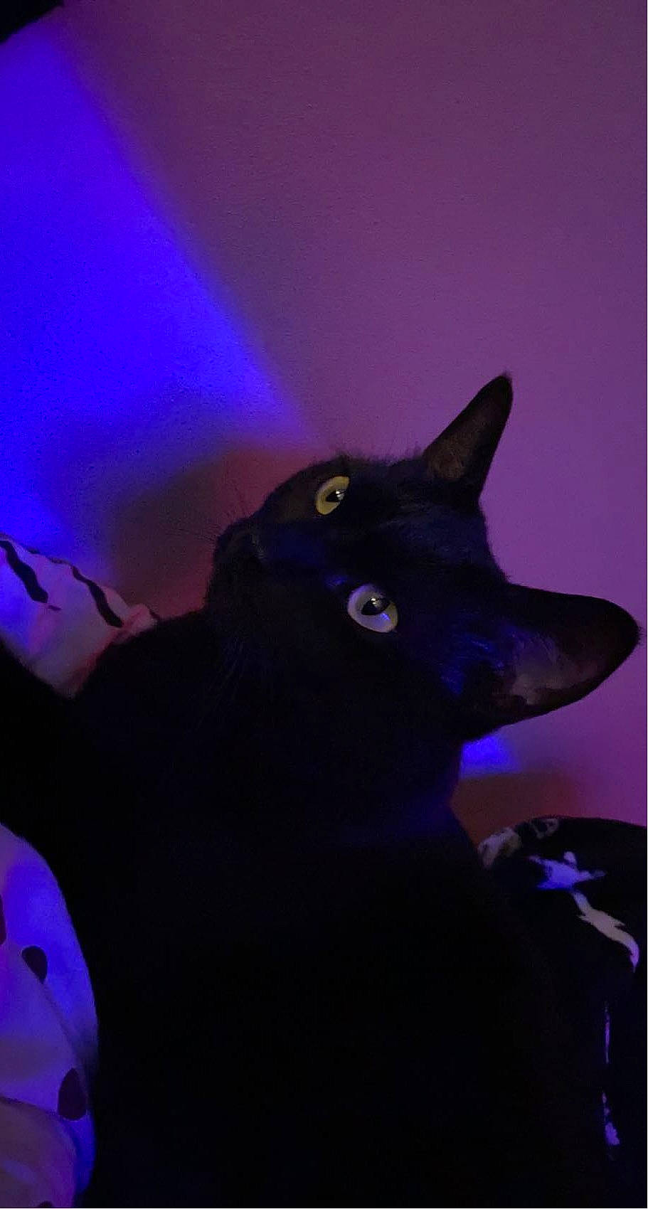 Nala a rejoint le concours — aidez-le/la à gagner de superbes lots ! black_cat, bombay, carnivore, cat, darkness, dog_breed, domestic_short_haired_cat, electric_blue, felidae, fur, magenta, night, plant, purple, small_to_medium_sized_cats, snout, terrestrial_animal, violet, whiskers