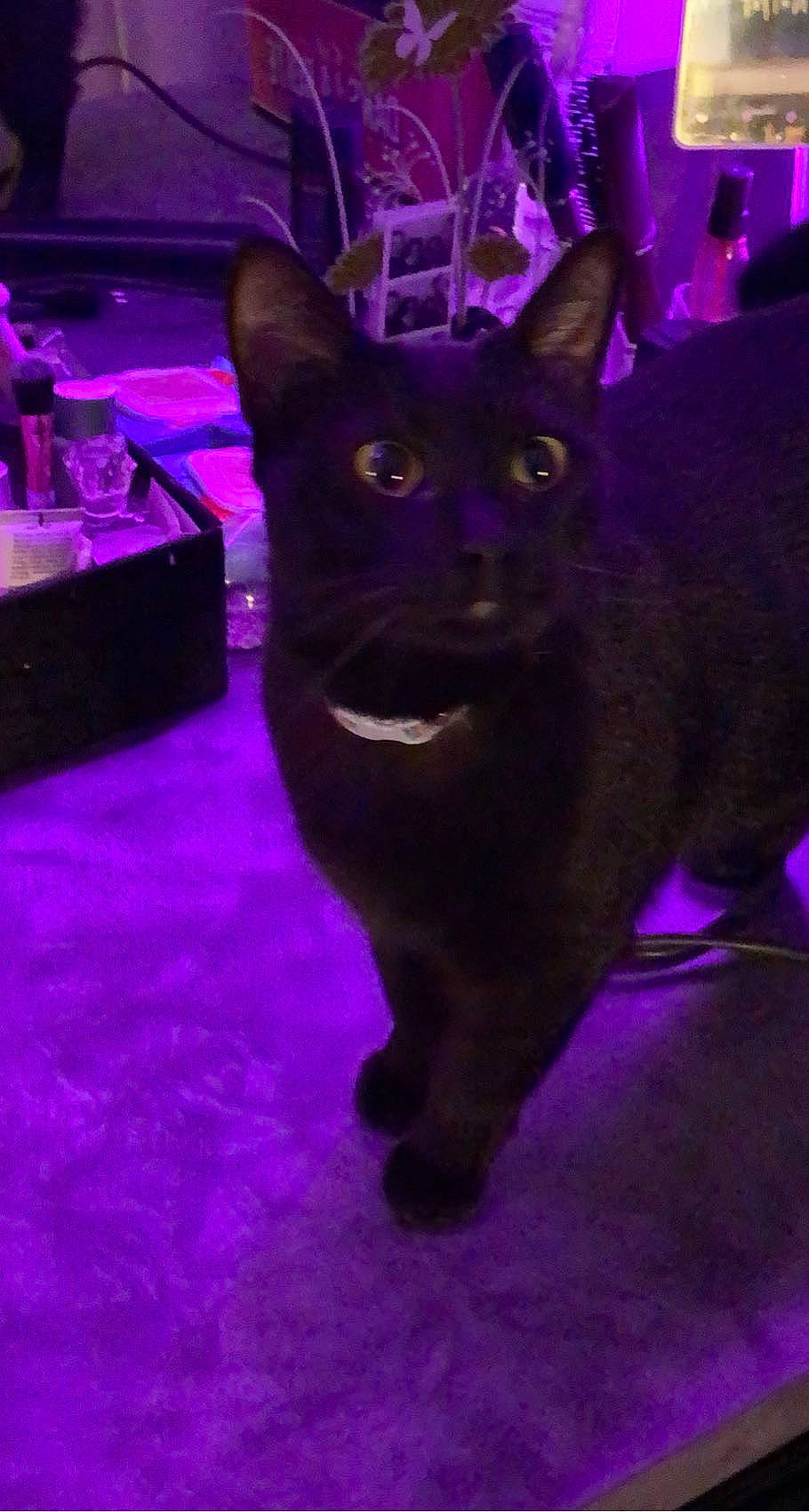 Nala participe au concours pour gagner de l'argent avec cette photo : black_cat, bombay, canidae, carnivore, cat, dog_breed, domestic_short_haired_cat, electric_blue, event, felidae, fur, magenta, night, non_sporting_group, purple, small_to_medium_sized_cats, snout, tail, violet, whiskers