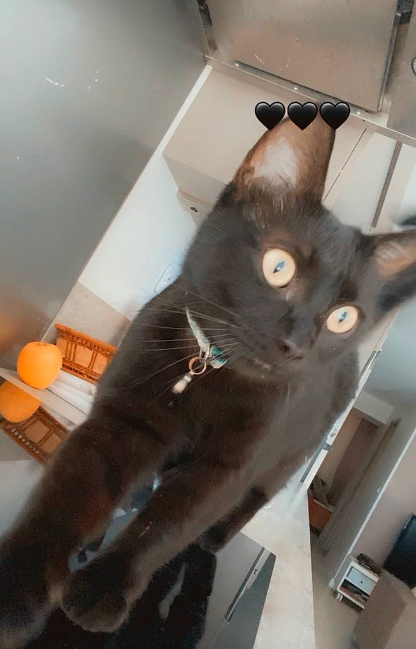 Nala participe au concours pour gagner de l'argent avec cette photo : art, carnivore, cat, ceiling, domestic_short_haired_cat, felidae, fin, fish, fur, metal, room, small_to_medium_sized_cats, snout, tail, whiskers