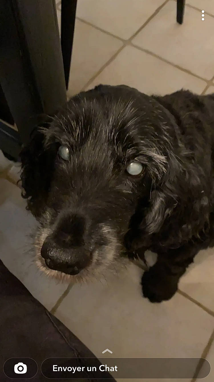 Mimi participe au concours pour gagner de l'argent avec cette photo : canidae, carnivore, companion_dog, dog, dog_breed, dog_collar, fur, labradoodle, liver, pet_supply, small_terrier, snout, spaniel, sporting_group, terrestrial_animal, terrier, toy_dog, whiskers, working_animal