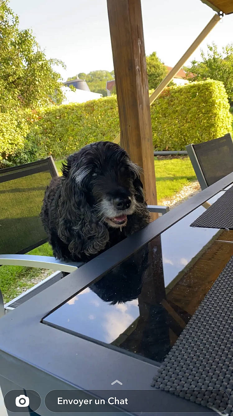 Mimi participe au concours pour gagner de l'argent avec cette photo : automotive_exterior, canidae, carnivore, companion_dog, dog, dog_breed, giant_dog_breed, glass, laptop, leisure, outdoor_furniture, plant, shade, sky, snout, sporting_group, toy_dog, tree, water_dog, windshield