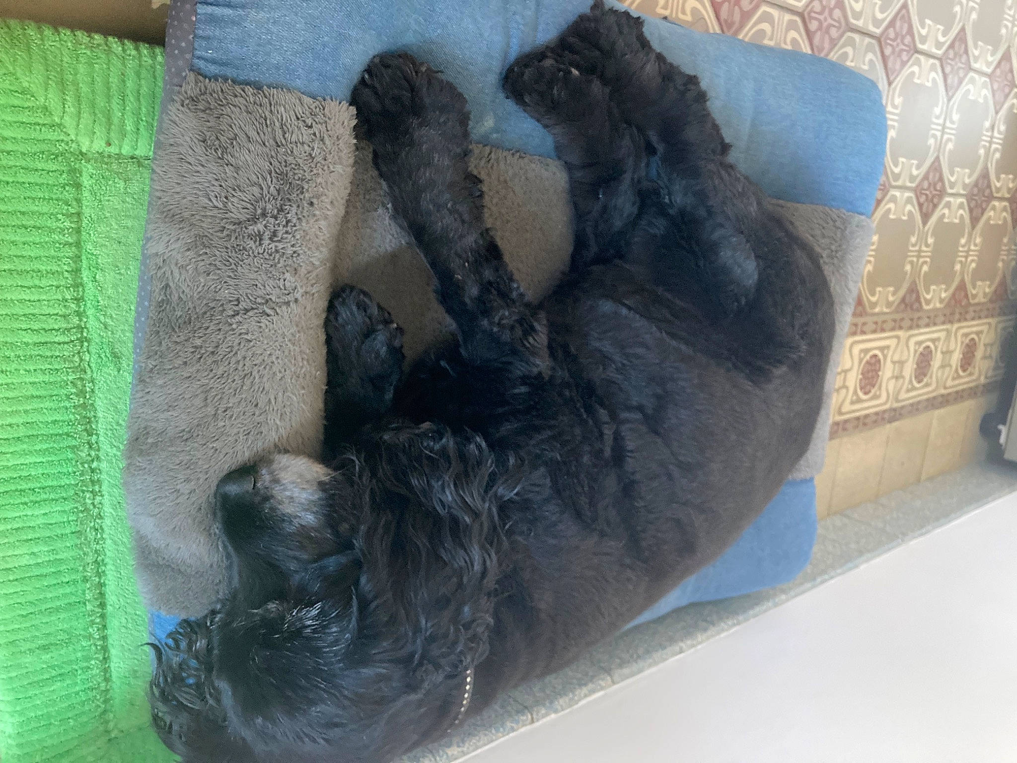 Mimi participe au concours pour gagner de l'argent avec cette photo : canidae, carnivore, claw, comfort, dog_breed, fur, paw, pet_supply, snout, sporting_group, tail, terrestrial_animal