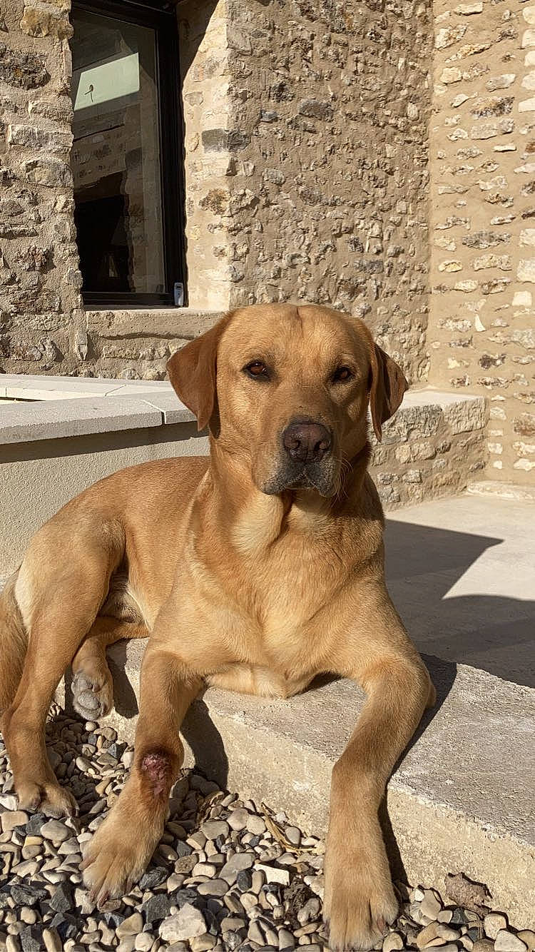 Jules participe au concours pour gagner de l'argent avec cette photo : ancient_dog_breeds, canidae, carnivore, companion_dog, dog, dog_breed, dog_collar, door, fawn, hunting_dog, paw, snout, sporting_group, tail, whiskers, window, wood, working_animal, working_dog