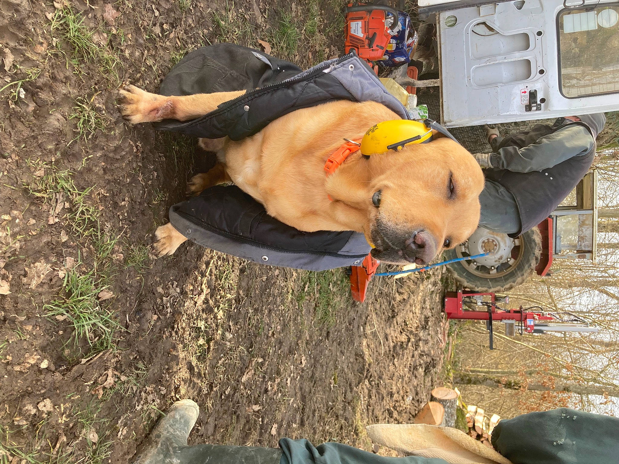 Jules a rejoint le concours — aidez-le/la à gagner de superbes lots ! adventure, automotive_exterior, canidae, fun, gas, grass, hat, motor_vehicle, recreation, soil, sporting_group, tire, tree, vehicle, wheel, working_animal