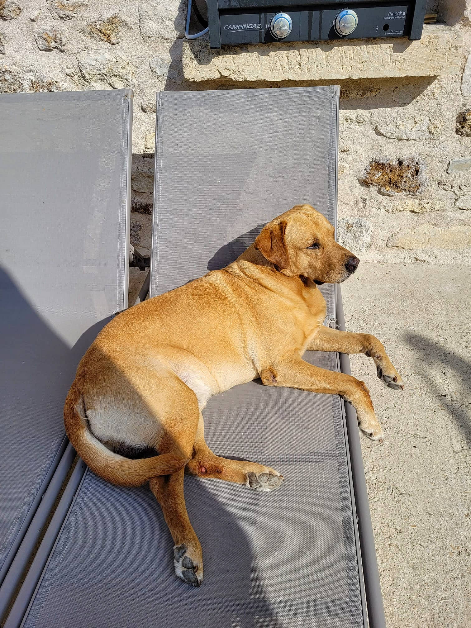 Jules participe au concours pour gagner de l'argent avec cette photo : canidae, carnivore, collar, companion_dog, dog, dog_breed, dog_collar, dog_supply, fawn, gun_dog, leash, non_sporting_group, paw, pet_supply, road_surface, snout, sporting_group, tail, working_animal, working_dog