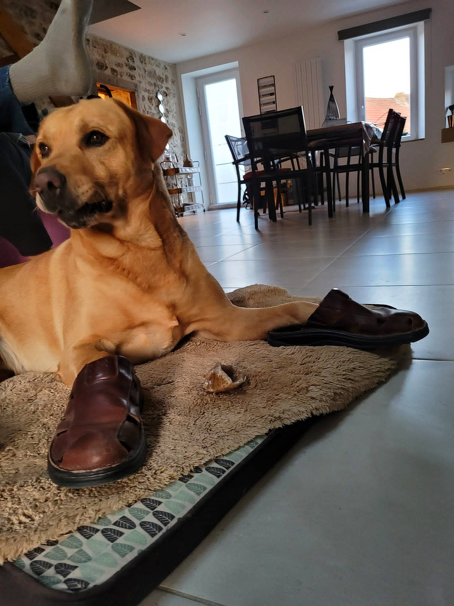 Jules a rejoint le concours — aidez-le/la à gagner de superbes lots ! carnivore, chair, comfort, companion_dog, dog, dog_breed, dog_collar, fawn, floor, flooring, fur, guard_dog, hardwood, pet_supply, retriever, snout, window, wood, wood_flooring, working_animal