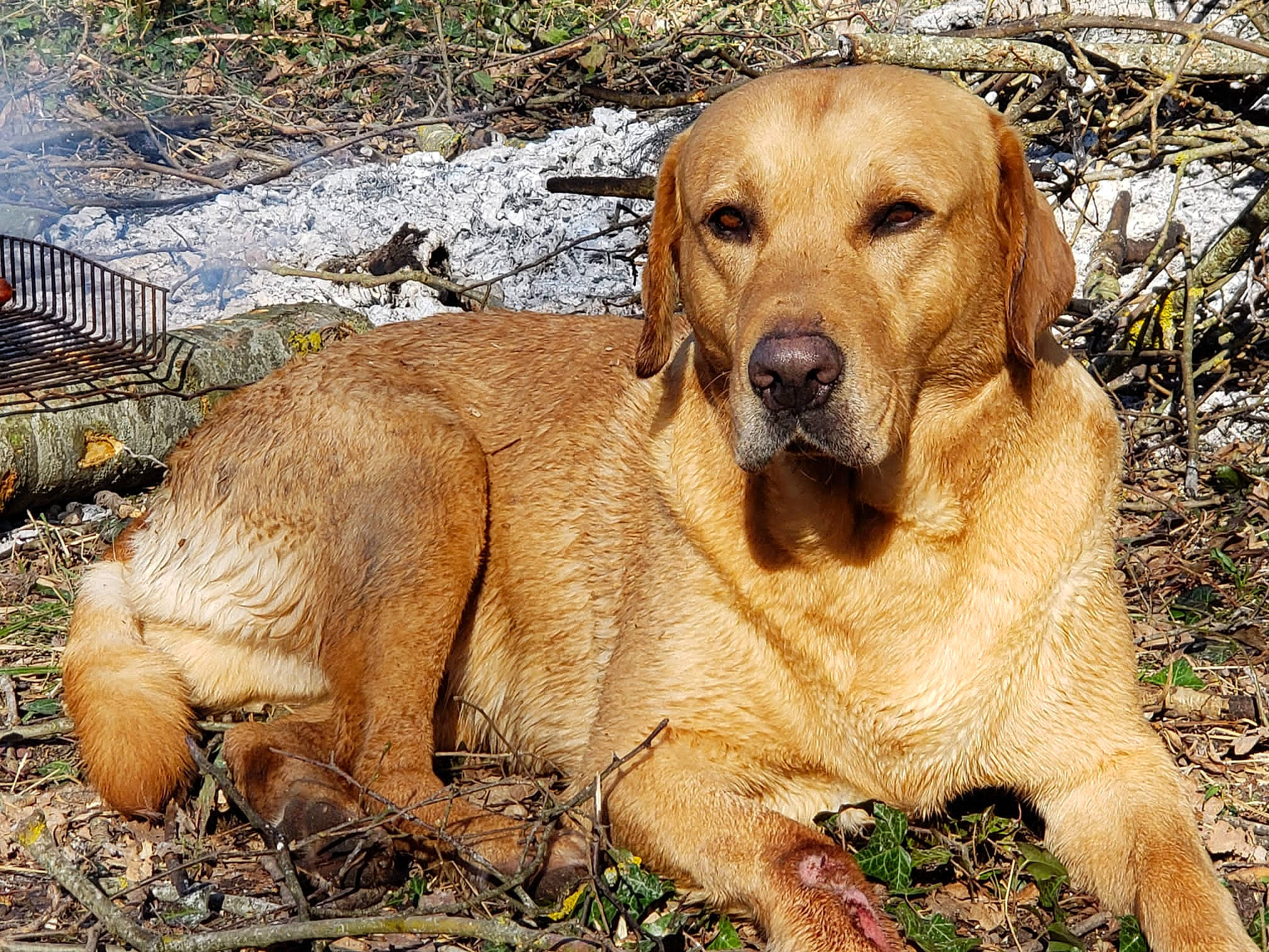 Jules a rejoint le concours — aidez-le/la à gagner de superbes lots ! canidae, carnivore, companion_dog, dog, dog_breed, fawn, fur, grass, gun_dog, hunting_dog, liver, plant, snout, soil, sporting_group, tail, terrestrial_animal, wildlife, working_animal, working_dog