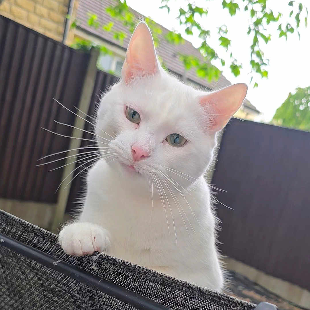 Loki is registered to the contest to win money with this photo: abyssinian, angora, animal, cat, chair, furniture, kitten, manx, pet, siamese, snout, white