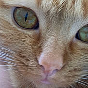 Honey a rejoint le concours — aidez-le/la à gagner de superbes lots ! cat, close_up, face, eyes, whiskers, fur, pet, animal, orange_cat, tabby, nose, portrait, cute, feline, domestic_cat, macro, muzzle, looking, soft, texture