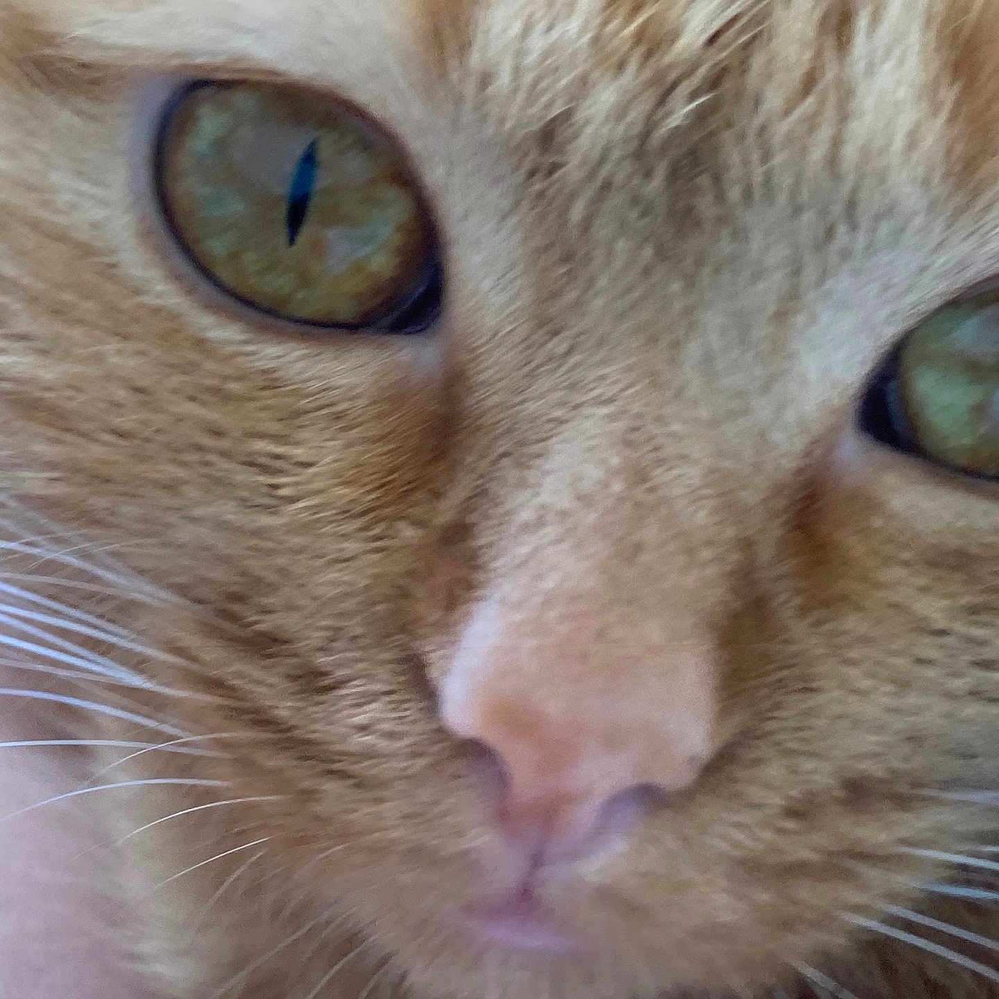 Honey a rejoint le concours — aidez-le/la à gagner de superbes lots ! animal, cat, close_up, cute, domestic_cat, eyes, face, feline, fur, looking, macro, muzzle, nose, orange_cat, pet, portrait, soft, tabby, texture, whiskers