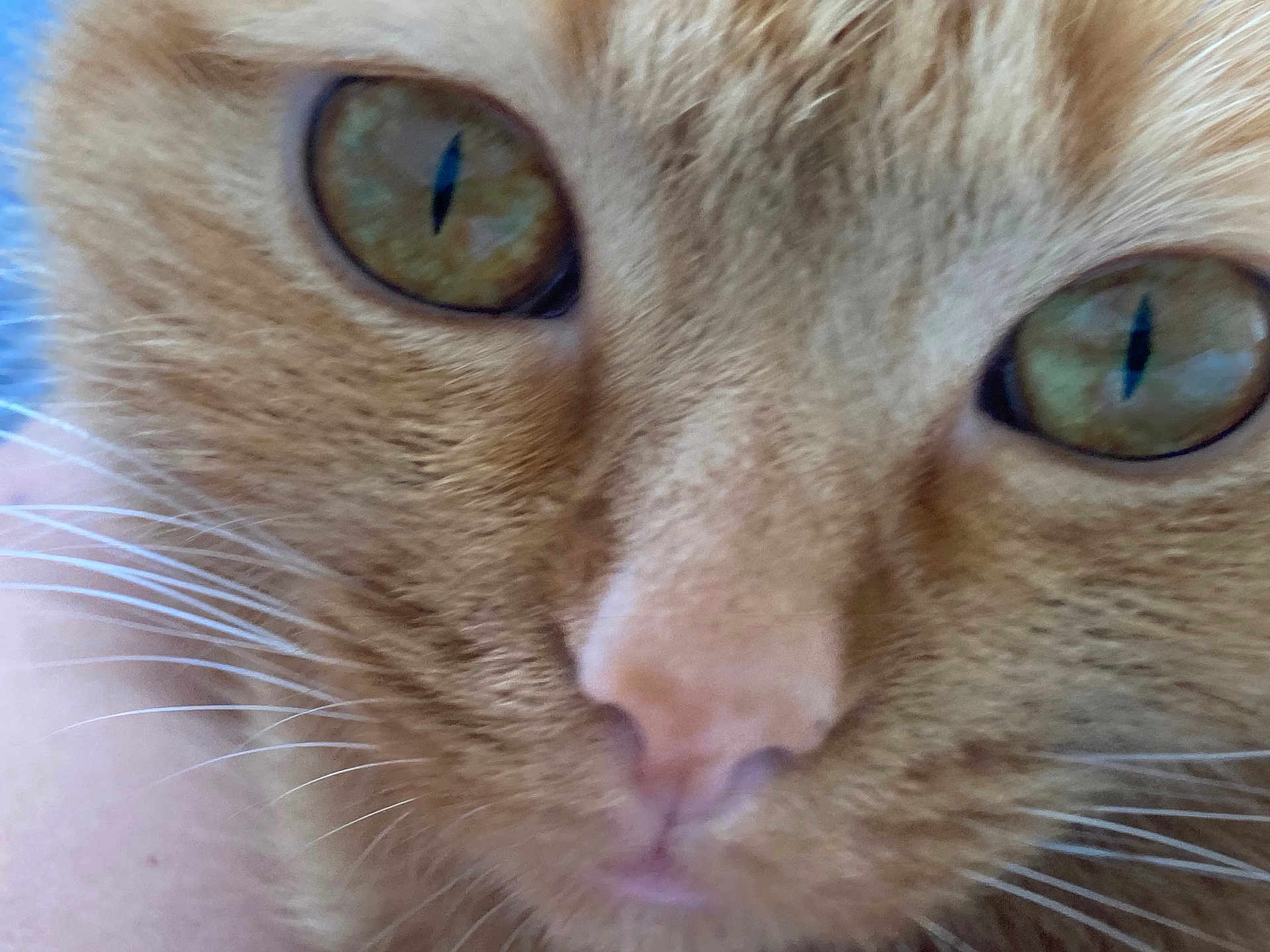 Honey a rejoint le concours — aidez-le/la à gagner de superbes lots ! cat, close_up, face, eyes, whiskers, fur, pet, animal, orange_cat, tabby, nose, portrait, cute, feline, domestic_cat, macro, muzzle, looking, soft, texture
