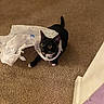 Rocket is registered to the contest to win money with this photo: cat, black_cat, plastic_bag, carpet, indoor, pet, animal, curious, playful, tangled, wide_eyes, whiskers, ears, tail, collar, floor, domestic, cute, mischievous, looking_up