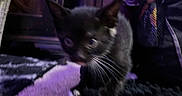 Rocket joined the competition — help win amazing prizes! black_kitten, cat, indoor, carpet, purple_light, feline, pet, whiskers, curious, close_up, animal, young_cat, black_fur, exploring, home, furniture, soft_texture, cute, small, mystery