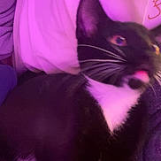 Rocket joined the competition — help win amazing prizes! cat, tuxedo_cat, tongue_out, indoor, purple_lighting, fabric, cushion, whiskers, pet, animal, cozy, closeup, black_and_white, fur, cute, relaxed, soft, domestic_cat, playful