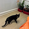 Boo Boo joined the competition — help win amazing prizes! black_cat, cat, indoor, wooden_floor, potted_plants, plant_pots, yellow_eyes, white_paws, poster, window, orange_blanket, calming_diffuser, curious, pet, animal, flooring, wall, corner, domestic, feline
