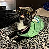 Boo Boo joined the competition — help win amazing prizes! cat, tuxedo_cat, green_shirt, yellow_eyes, whiskers, bedroom, blanket, leopard_print, pet, indoor, feline, collar, bell, curious, close_up, black_and_white, fur, animal, resting, soft_lighting