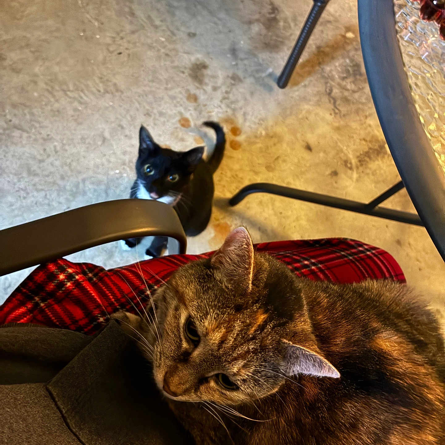 Boo Boo is registered to the contest to win money with this photo: cat, tabby_cat, kitten, black_and_white_cat, person, lap, plaid_pants, chair, table, glass_table, floor, concrete_floor, indoor, pet, animal, fur, whiskers, ears, looking_up, relaxing